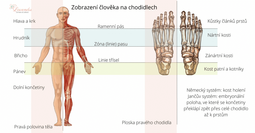 3 Zobrazení člověka na chodidlech